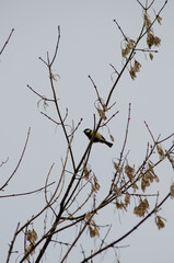 A titmouse on a branch
