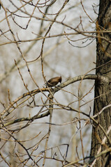 Waxwing