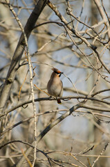 Waxwing