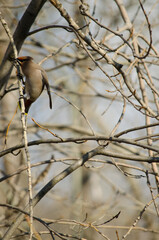 Waxwing