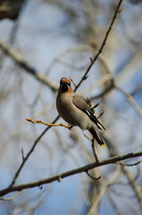 Waxwing