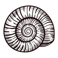 Intricate spiral shell line art with concentric patterns and textured details.