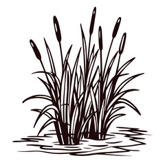 of cattail reeds growing in pond water on white background.