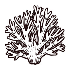 Detailed line art of branching coral on white background.