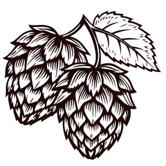 Detailed botanical of hop cones and leaves in vintage.