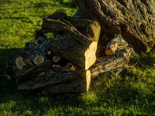 A pile of wood logs in a grassy field. The logs are stacked in a way that they form a triangle. The sun is shining on the logs, creating a warm and inviting atmosphere. Park maintenance.