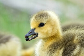 Canada Goose Chick