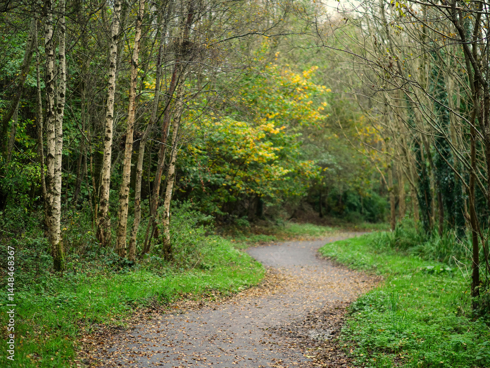 Wall mural a path through a forest with trees that are mostly green. the leaves on the trees are falling, and t