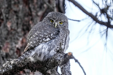 Northern Pygmy Owl