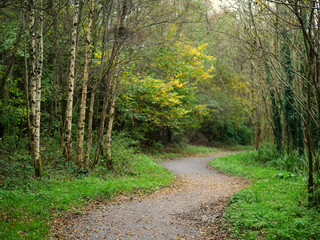Fototapeta premium A path through a forest with trees that are mostly green. The leaves on the trees are falling, and the ground is covered in brown leaves. Fall or autumn season concept.