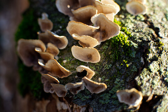 mushrooms and moss on deadfall tree