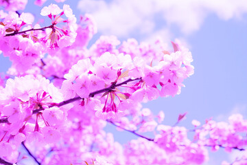 Naklejka premium Beautiful pink Cherry blossoms with selective focus under blue sky. Spring season Sakura flowers in the park Flora pattern texture nature floral background