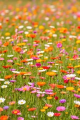 Obraz premium Vibrant Wildflower Meadow: A Colorful Tapestry of Blooms