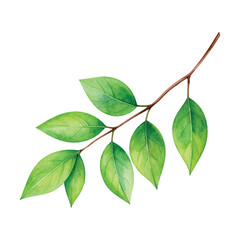 branch with leaves on isolated white background, watercolor hand drawn