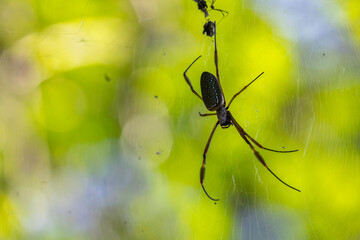 spider on a green leaf
