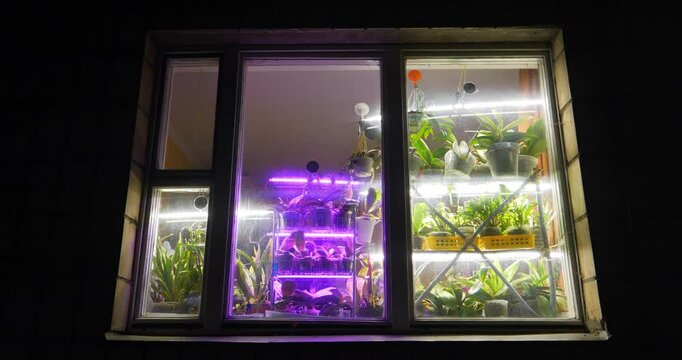 Potted house plants stand on windowsill. Special lighting for flowers and growth of various plants, LED phyto lamps for flowers