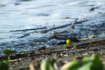 Yellow wagtail in natural habitat. Bird in wetland.
