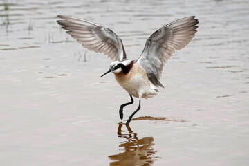 Red-necked pharalope
