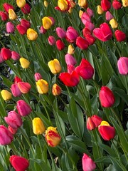 Obraz premium red and yellow tulips in spring 