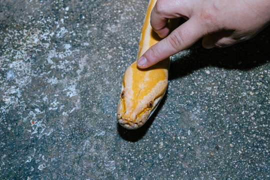 Close up macro shot of yellow snake with human hand