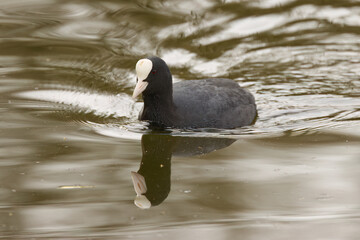 Coot reflected in the lake, coot in the lake, Coot looking into the camera, green brown water, tiny waves, black waterfowl with white beak