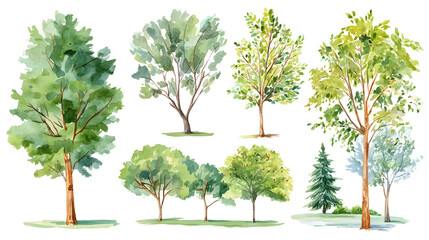 Watercolor Tree elevation view&ndash; Isolated on White