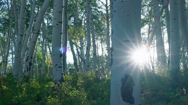 Morning Sunlight In Aspen Forest