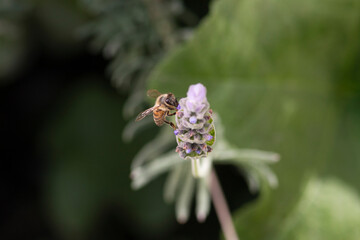 abeja polinizadora sobre una flor de lavanda