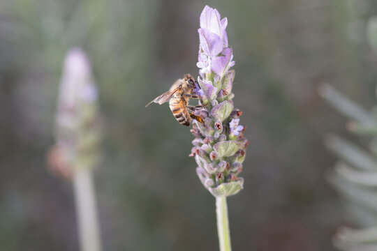 abeja polinizadora sobre una flor de lavanda
