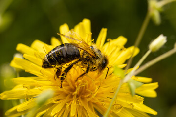 A bee is captured in a close-up shot as it collects nectar from a vibrant yellow flower on a sunny day. 