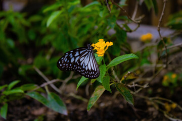 Fototapeta premium A close-up shot captures a butterfly with black and white striped wings perched on a cluster of small yellow flowers, set against a backdrop of lush green foliage