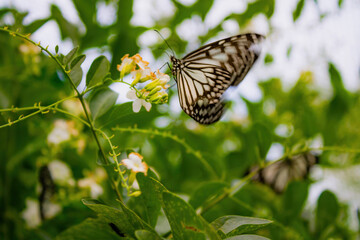 A macro shot captures a butterfly