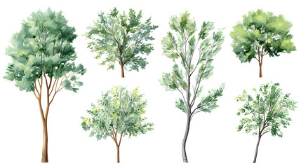 Watercolor Tree elevation view&ndash; Isolated on White