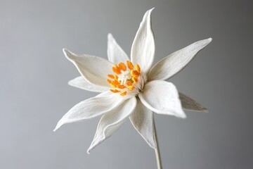 Fototapeta premium Delicate, white flower arrangement with orange details.