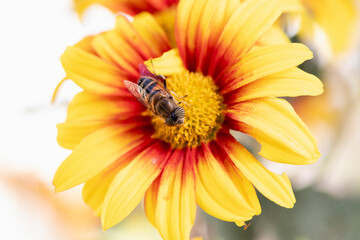 mosca tigre posada sobre una flor de crisantemo amarilla y roja, mosca que parece una abeja, mosca pequeña y en los ojos tienen bandas negras verticales