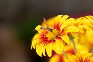 abispa naranja con negra polinizando en coloridas flores de crisantemos