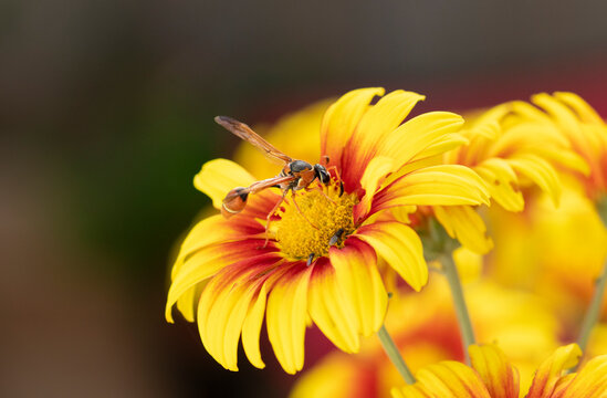 abispa polinizando en coloridas flores de crisantemos