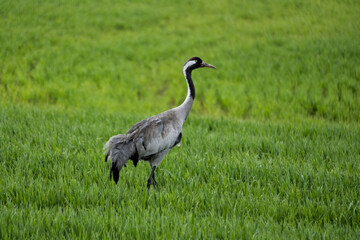 Grey crane in vibrant meadow grass, early spring wildlife scene of birdwatching and natural habitat in rural countryside