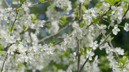 The Stunningly Beautiful Blossoming of White Flowering Trees During the Lovely Spring Season