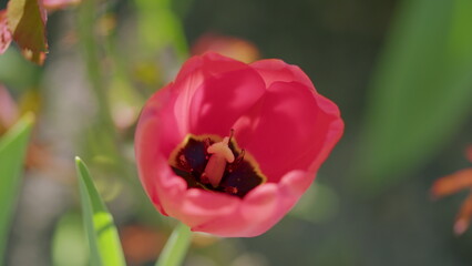A Beautifully Vibrant Pink Tulip is Blooming Radiantly in Natural Light, Showcasing Its Splendor