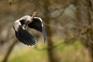 Fototapeta premium Heron in flight with blurred trees