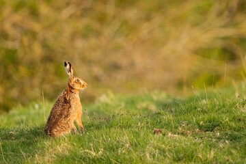 Wild hare in Rutland meadow
