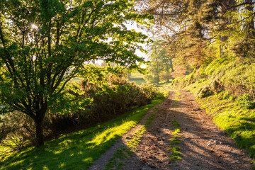 Fototapeta premium footpath in the park
