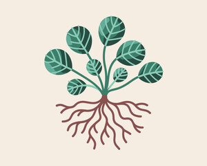 Plant Illustration with Visible Roots, Stem, and Round Leaves