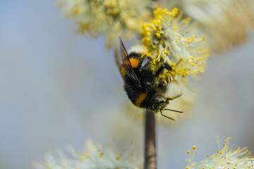 Close-up of a bumblebee covered in pollen, diligently collecting nectar from the blossoms of a willow tree, showcasing the essential role of pollinators in the ecosystem during springtime