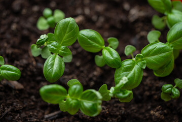 Lush green basil seedlings thriving in rich, dark soil, offering the promise of a bountiful harvest filled with aromatic leaves perfect for enhancing culinary creations