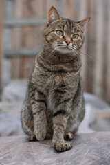 European shorthair tabby cat with striking green eyes sitting gracefully on a plastic surface, posing elegantly against a softly blurred wooden background, exuding a calm and curious demeanor