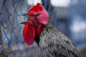 Rooster with black and white feathers and a bright red comb and wattle is crowing loudly behind a blue wire mesh fence on a farm, creating a rural scene