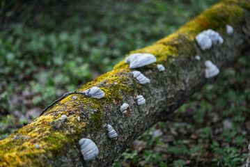 Shelf mushrooms, also known as bracket fungi, thrive on a fallen tree trunk covered in vibrant...