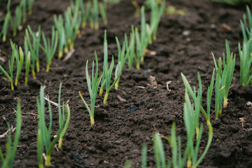 Rows of vibrant green garlic sprouts pushing through dark, fertile soil on a farm, signaling the promise of a plentiful harvest in the upcoming season